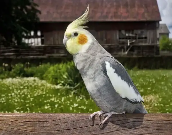 Young Cockatiel