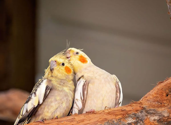 male vs female cockatiel Behaviors