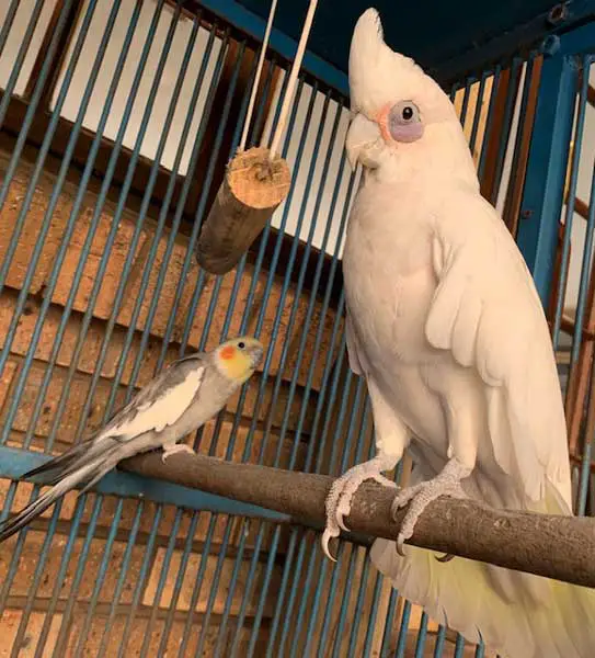 Can a Cockatiel and Cockatoo Live Together
