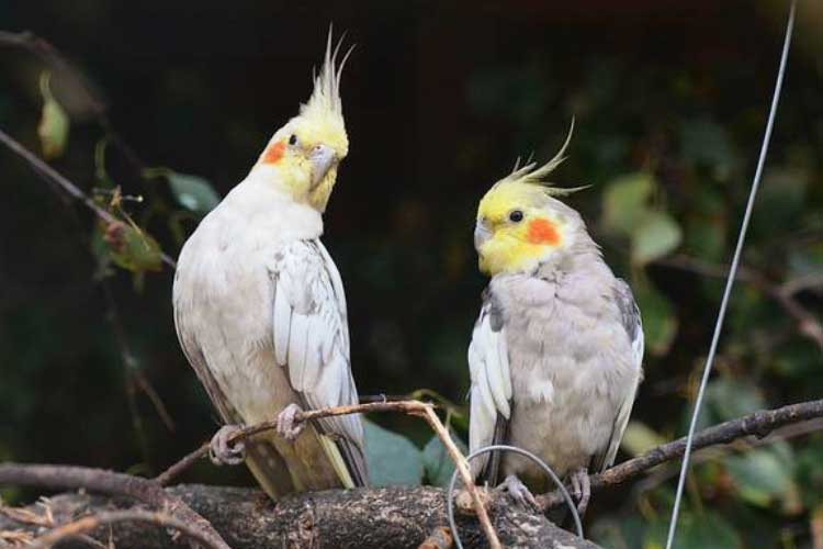 Cockatiel Age