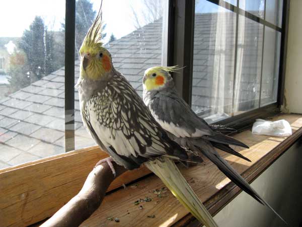 Cockatiel Feathers