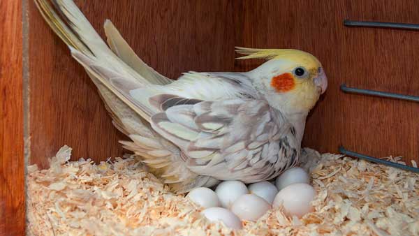 Cockatiel Number of Eggs Per Clutch