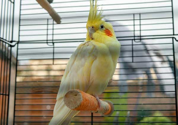 Cockatiel Physical development