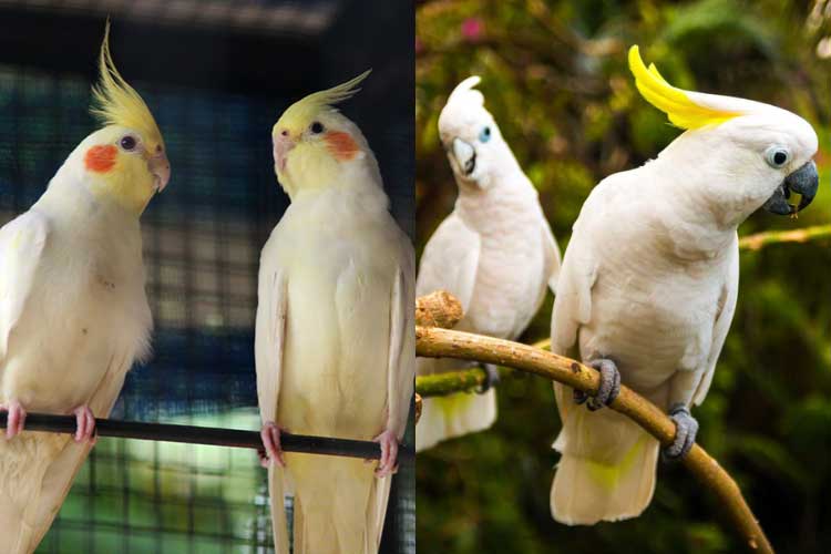 Cockatiel Vs Cockatoo