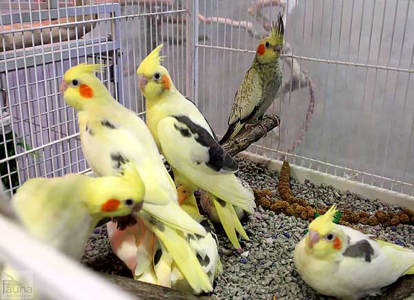 Cockatiels Family