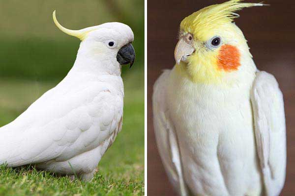 Cockatiels vs. Cockatoo