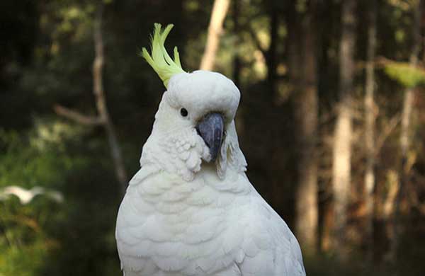 Cockatoo Curved Beak