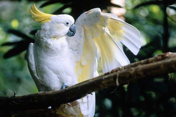 Cockatoo Lifespan