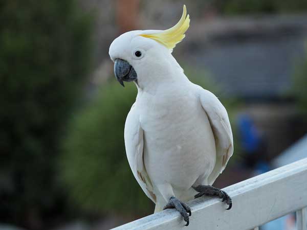 Cockatoo