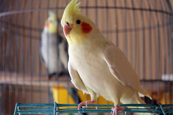 Examining The Cockatiel Feathers