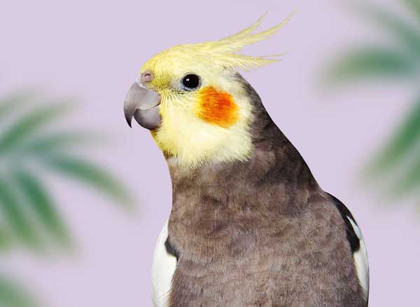 Examining the Cockatiel Cere