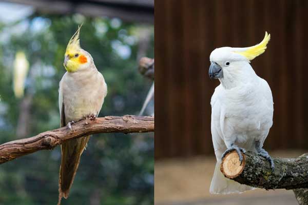 Which One Should You Choose, The Cockatiel Or Cockatoo