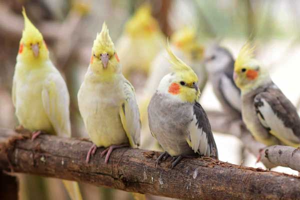 cockatiels crest