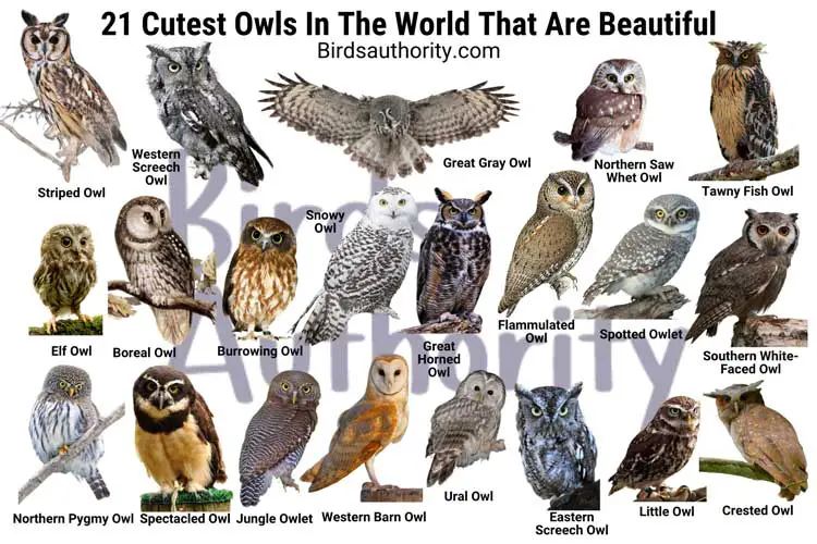 Cutest Owls In The World That Are Beautiful