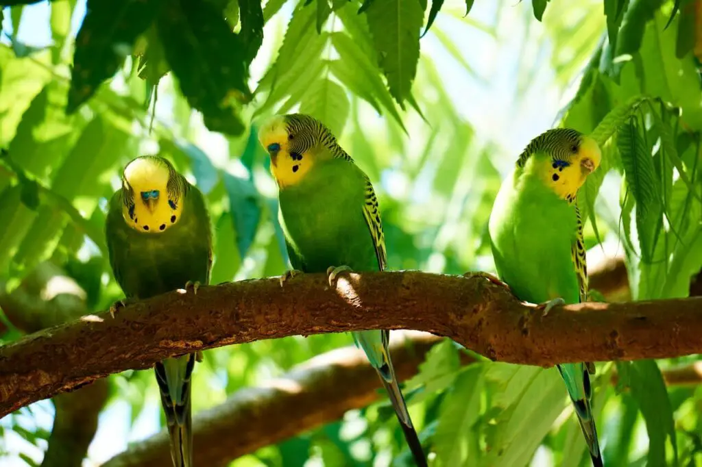 A Lonely Budgie Self-mutilation