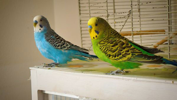 A lonely budgie plucks its feathers