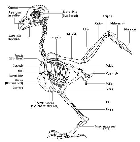 Anatomy of an Owl's Leg