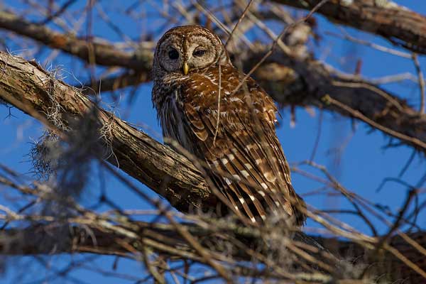 Are Barred Owls Nocturnal