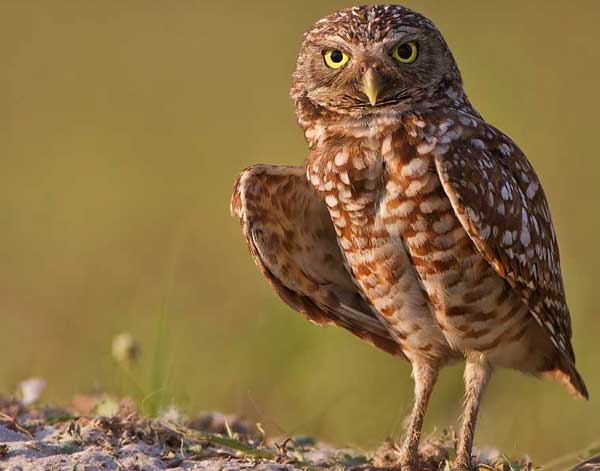 Are Burrowing Owls Nocturnal