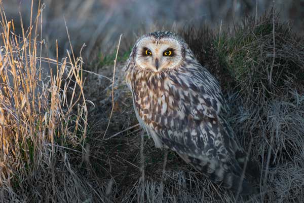 Are Owls Active in the Rain