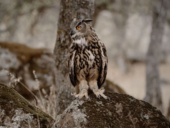 Are Owls Dangerous