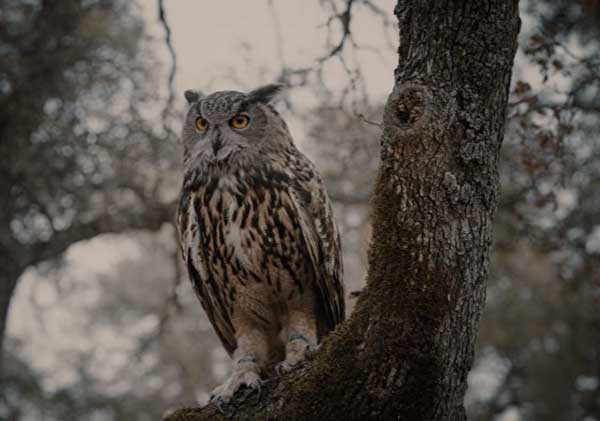 Are Owls Dangerous To Human Beings