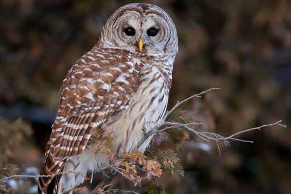 Are Owls Dangerous