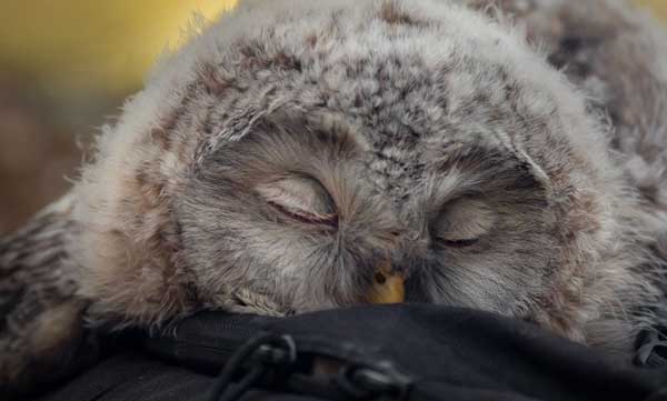 Baby Owl Sleeping Face Down