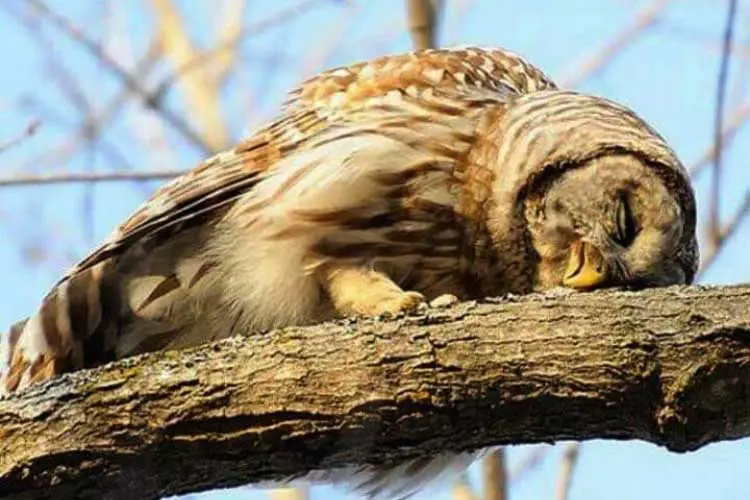Baby Owl Sleeping Face Down