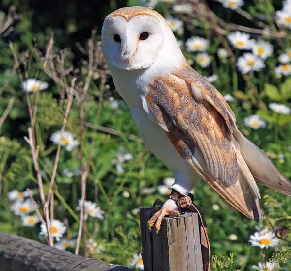 Barn Owl