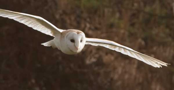 Barn Owl