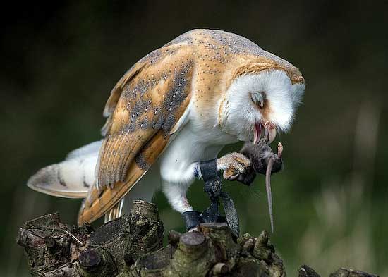 Barn Owl Feeding Behavior