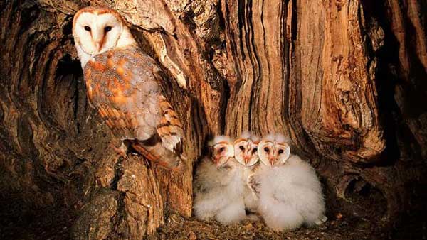 Barn Owl Nesting and Breeding