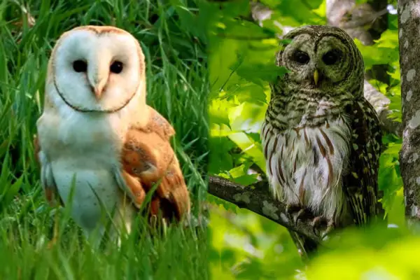 Barn Owl Vs Barred Owl