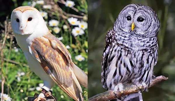 Barn Owl Vs Barred Owl Identification