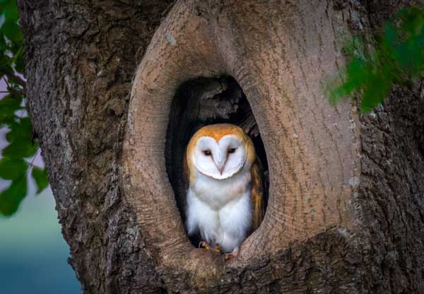 Barn Owls