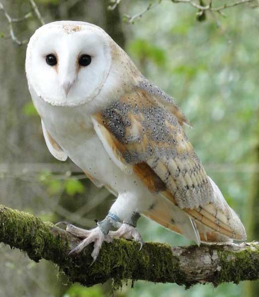 Barn Owls