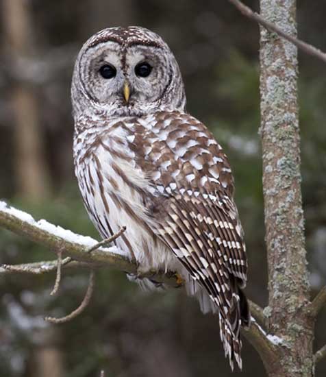 Barred Owl