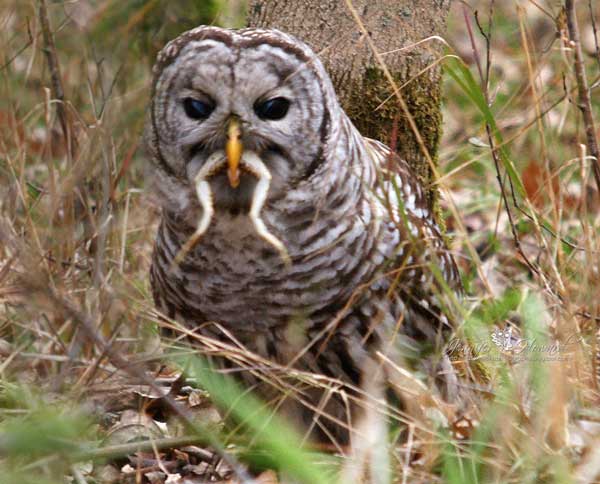 Barred Owl Feeding Behavior