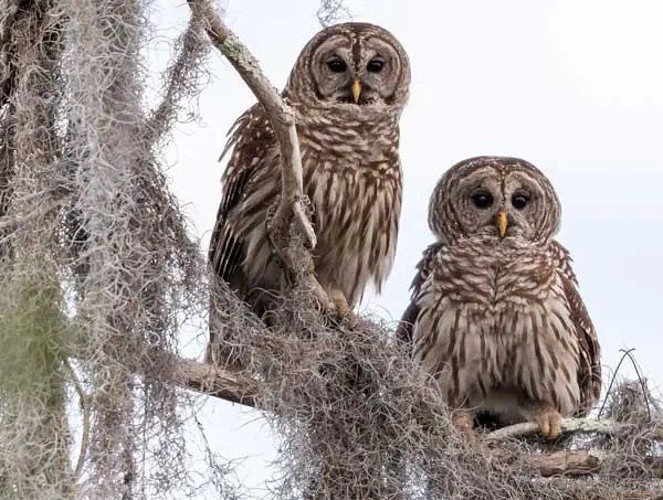 Barred Owl Nesting and Breeding