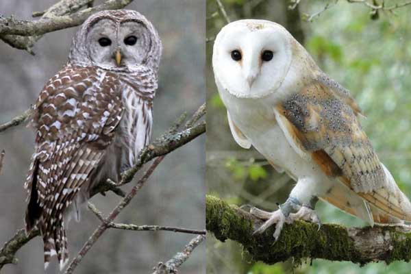 Barred Owl Vs Barn Owl