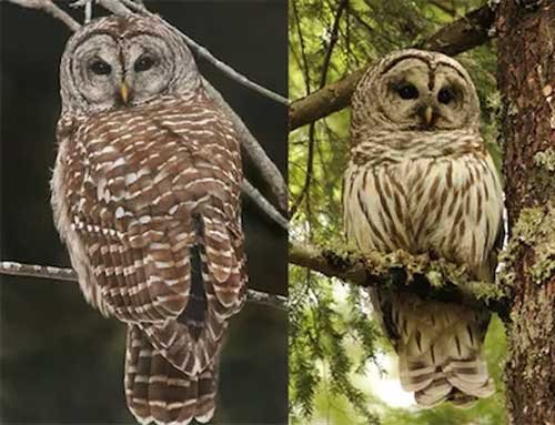 Barred Owl