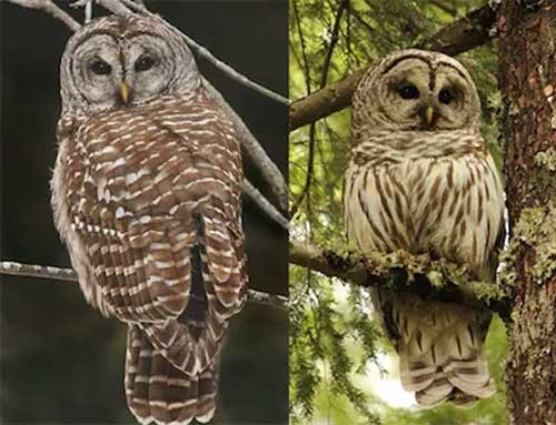 Barred Owl 