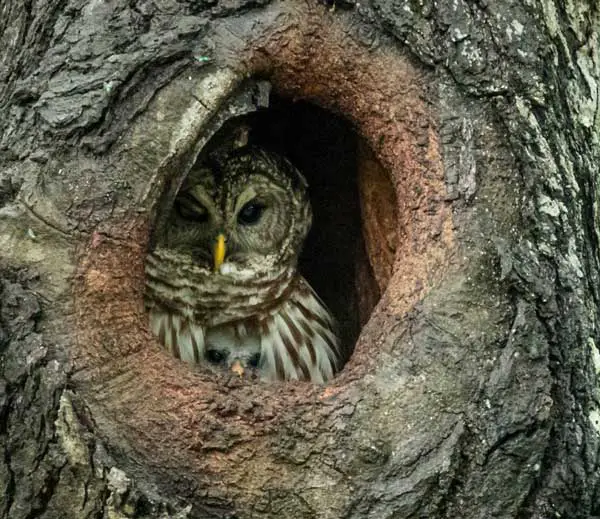 Barred Owls