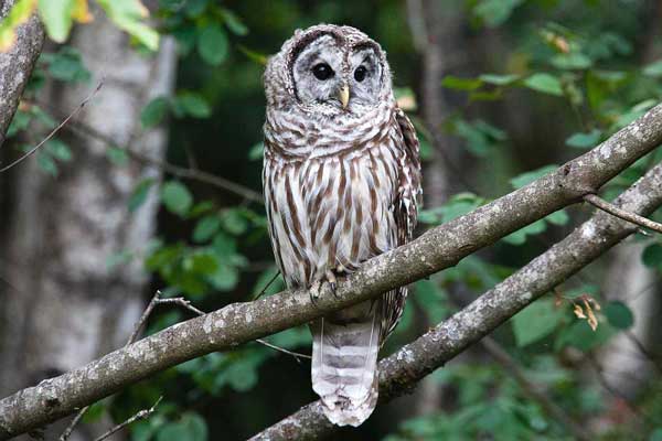 Barred Owls