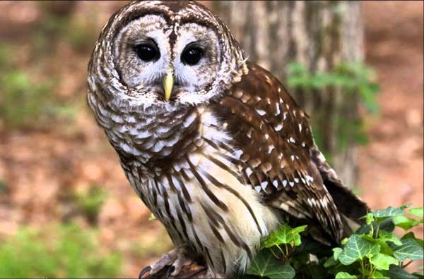 Barred owl