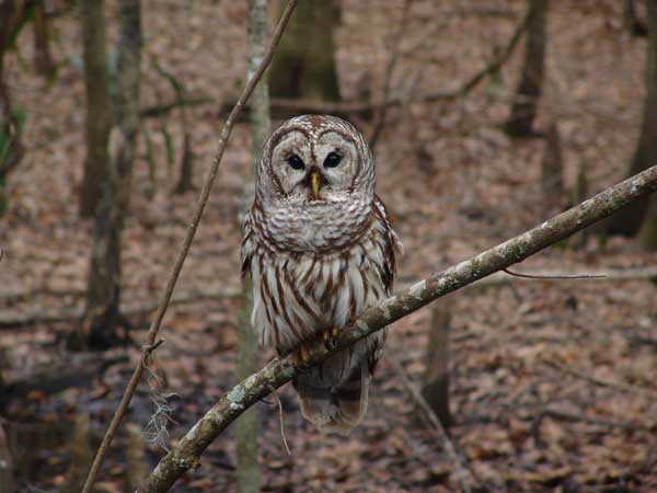 Barred Owl