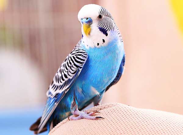 Basic Budgie Care Guide