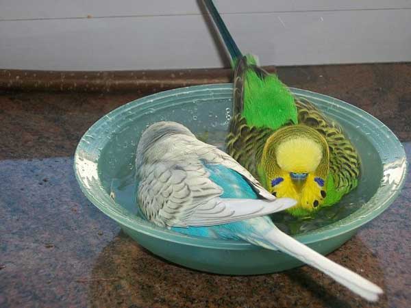 Bathing Tips for Budgies