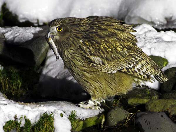 Blakiston's Fish Owl